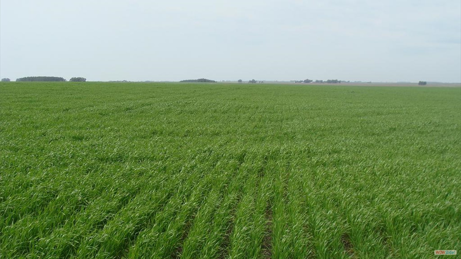 simple jquery slider